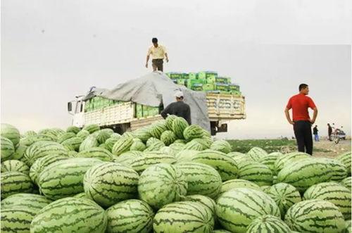 吃瓜会影响长高吗,吃瓜真的会影响长高？揭秘瓜果与生长发育的奥秘