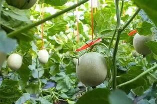 直播吃网纹瓜,网纹瓜美食之旅