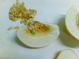 吃瓜肚子发芽,揭秘神奇现象背后的科学奥秘