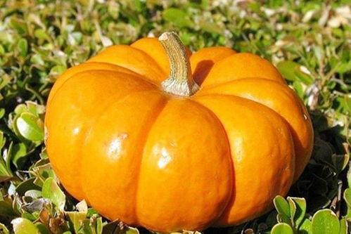 大瓜秋天可以吃吗