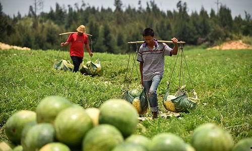 海南高考澄迈吃瓜,吃瓜群众见证青春蜕变