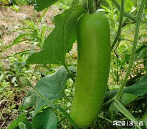 瓠子瓜怎么炒着吃,家常美味轻松学