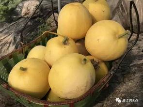 移动吃瓜,揭秘网络时代下的“吃瓜群众”现象