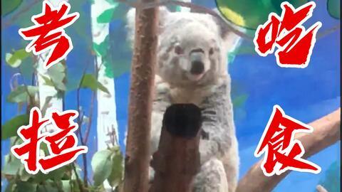 无尾熊吃瓜超话,揭秘娱乐圈的甜蜜与苦涩